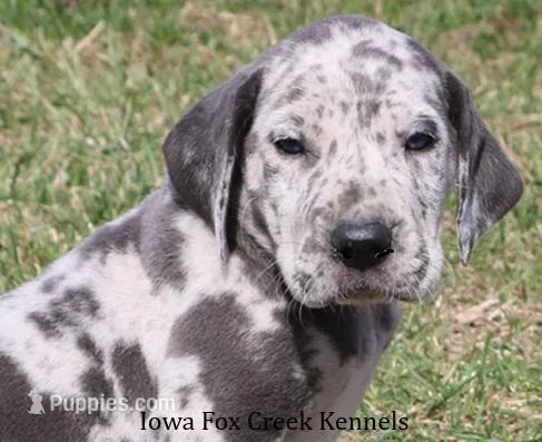 Scout – Great Dane puppy for sale in Unionville, IA