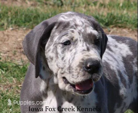 Scout – Great Dane puppy for sale in Unionville, IA