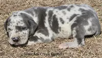 Scout, a male Great Dane for sale in Unionville, IA – Photo 3 of 9