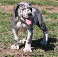 Scout, a male Great Dane for sale in Unionville, IA – Photo 3 of 8