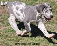 Scout, a male Great Dane for sale in Unionville, IA – Photo 8 of 8