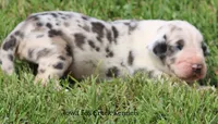 Zeus, a male Great Dane for sale in Unionville, IA – 6 of 10