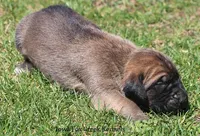 Beast, a male Great Dane and English Mastiff for sale in Unionville, IA – Photo 5 of 10