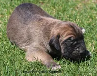 Beast, a male Great Dane and English Mastiff for sale in Unionville, IA – Photo 7 of 10