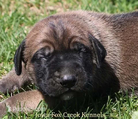 Beast – Great Dane, English Mastiff puppy for sale in Unionville, IA