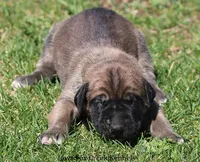 Beast, a male Great Dane and English Mastiff for sale in Unionville, IA – Photo 2 of 10