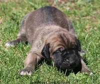 Beast, a male Great Dane and English Mastiff for sale in Unionville, IA – Photo 4 of 10