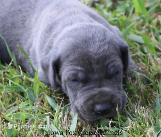Sapphire – Great Dane puppy for sale in Unionville, IA