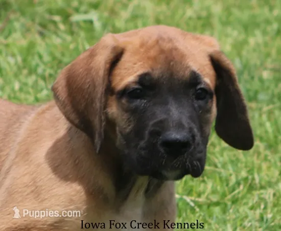 Bonnie – Great Dane, English Mastiff puppy for sale in Unionville, IA