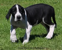 Zoey, a female Great Dane for sale in Unionville, IA – 8 of 10