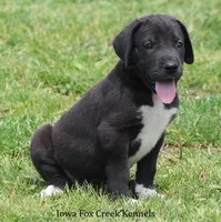 Mitzi, a male Great Dane for sale in Unionville, IA – 6 of 10
