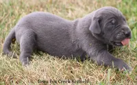 Sophie, a female Great Dane for sale in Unionville, IA – 3 of 10
