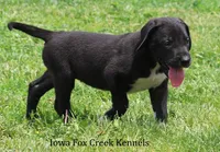Mitzi, a male Great Dane for sale in Unionville, IA – 2 of 10