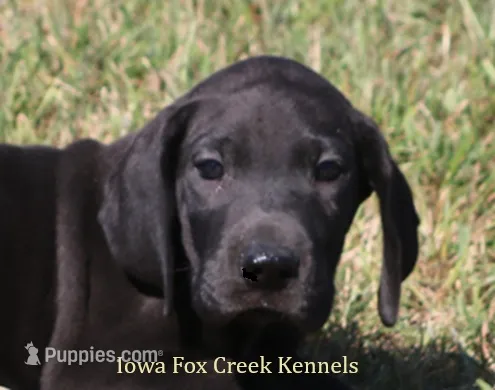Sadie – Great Dane puppy for sale in Unionville, IA