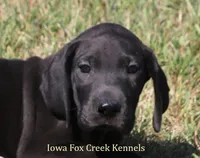Sadie, a female Great Dane for sale in Unionville, IA – 1 of 10
