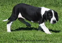 Zoey, a female Great Dane for sale in Unionville, IA – 3 of 10