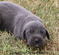 Sapphire, a female Great Dane for sale in Unionville, IA – 2 of 8