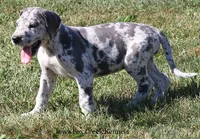 Shakira, a female Great Dane for sale in Unionville, IA – 7 of 10