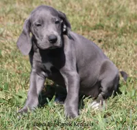Sapphire, a female Great Dane for sale in Unionville, IA – 4 of 10