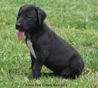 Maya, a male Great Dane for sale in Unionville, IA – 2 of 10