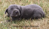 Sapphire, a female Great Dane for sale in Unionville, IA – 5 of 8