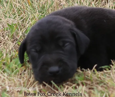 Scoundrel – Great Dane puppy for sale in Unionville, IA