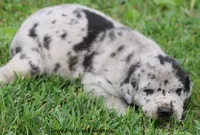 Ella, a female Great Dane for sale in Unionville, IA – 5 of 7