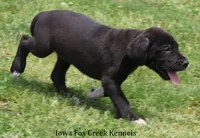 Max, a male Great Dane for sale in Unionville, IA – 4 of 10