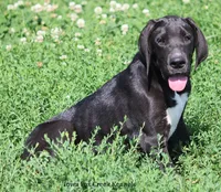 Mitzi, a male Great Dane for sale in Unionville, IA – 5 of 8