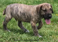 Murphy, a male Great Dane for sale in Unionville, IA – 6 of 10