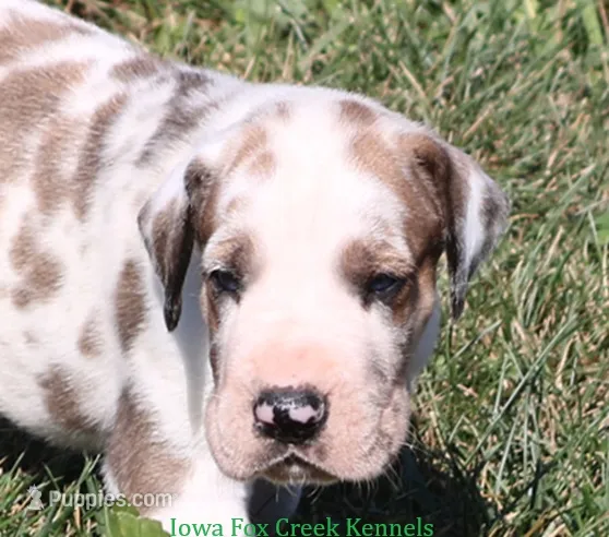 Zeus – Great Dane puppy for sale in Unionville, IA