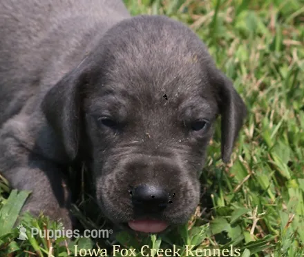 Sophie – Great Dane puppy for sale in Unionville, IA