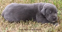 Smokey, a male Great Dane for sale in Unionville, IA – 5 of 9