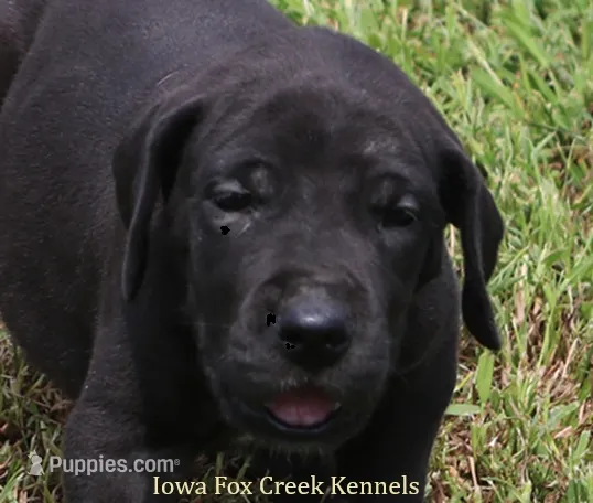 Susie – Great Dane puppy for sale in Unionville, IA