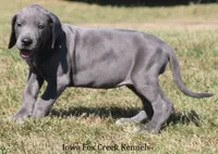 Sophie, a female Great Dane for sale in Unionville, IA – 3 of 10
