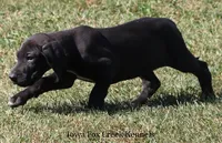 Sadie, a female Great Dane for sale in Unionville, IA – 8 of 10