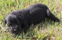 Susie, a female Great Dane for sale in Unionville, IA – 6 of 9