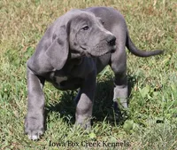 Sapphire, a female Great Dane for sale in Unionville, IA – 2 of 10