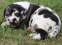 Emily, a female Great Dane for sale in Unionville, IA – 3 of 7