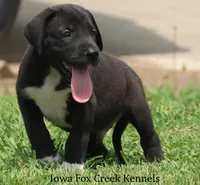 Milo, a male Great Dane for sale in Unionville, IA – 6 of 10