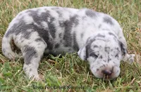 Shakira, a female Great Dane for sale in Unionville, IA – 2 of 9