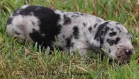 Samson, a male Great Dane for sale in Unionville, IA – 6 of 10