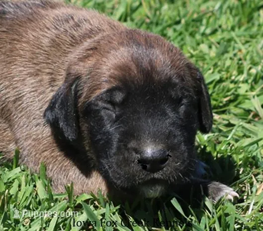 Bonnie – Great Dane, English Mastiff puppy for sale in Unionville, IA