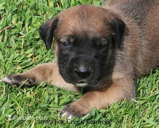 Bonnie – Great Dane, English Mastiff puppy for sale in Unionville, IA