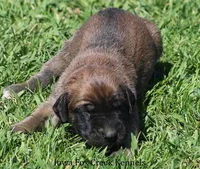 Bonnie, a female Great Dane and English Mastiff for sale in Unionville, IA – Photo 4 of 8