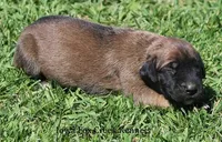 Bonnie, a female Great Dane and English Mastiff for sale in Unionville, IA – Photo 5 of 8