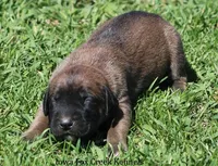 Bonnie, a female Great Dane and English Mastiff for sale in Unionville, IA – Photo 6 of 8
