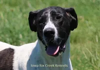 Bonnie, a female Great Dane and English Mastiff for sale in Unionville, IA – Photo 8 of 8