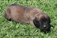 Bonnie, a female Great Dane and English Mastiff for sale in Unionville, IA – Photo 3 of 8