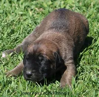 Bonnie, a female Great Dane and English Mastiff for sale in Unionville, IA – Photo 2 of 8